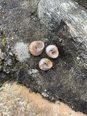 Steromphala cineraria