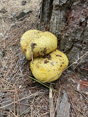 Buchwaldoboletus sphaerocephalus