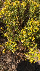 Ericameria ericoides