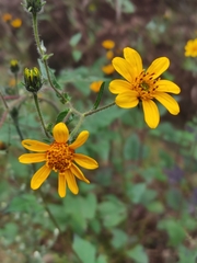 Simsia amplexicaulis