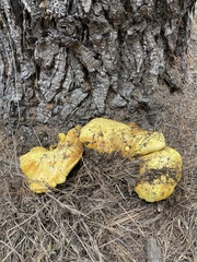 Buchwaldoboletus sphaerocephalus