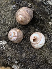 Steromphala cineraria