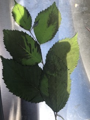 Ulmus