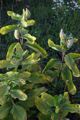 Magnoliopsida