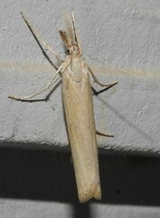 Agriphila attenuatus