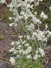 Pseudognaphalium obtusifolium