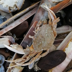 Liocarcinus vernalis