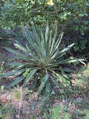 Yucca filamentosa