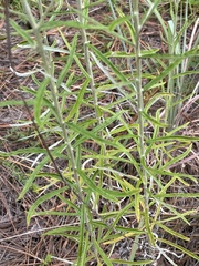 Pseudognaphalium obtusifolium