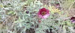Cosmos scabiosoides