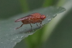 Acalyptratae