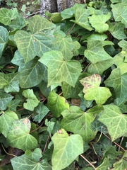 Hedera