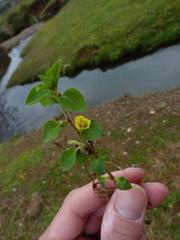 Lysimachia japonica