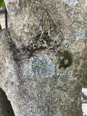 Flavopunctelia soredica