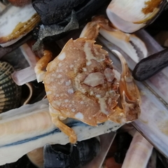 Liocarcinus vernalis