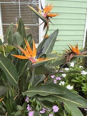 Strelitzia