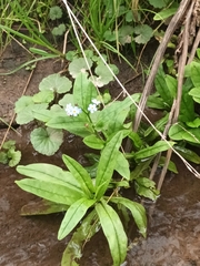 Myosotis scorpioides