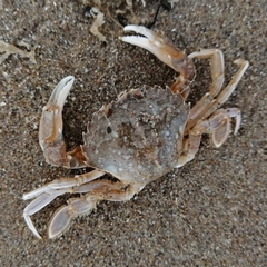 Liocarcinus vernalis
