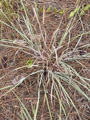 Andropogon cretaceus