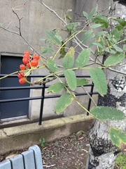 Sorbus