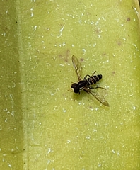 Toxomerus occidentalis