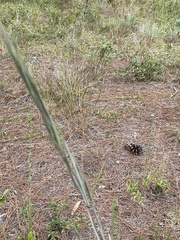 Andropogon cretaceus