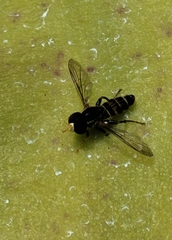 Toxomerus occidentalis