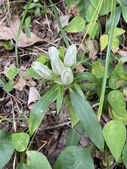 Gentiana villosa