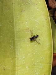 Toxomerus occidentalis