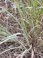 Andropogon cretaceus