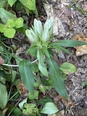 Gentiana villosa