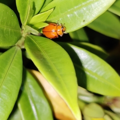 Harmonia octomaculata