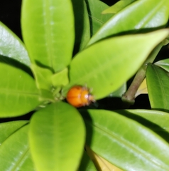Harmonia octomaculata