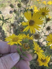 Heterotheca camporum