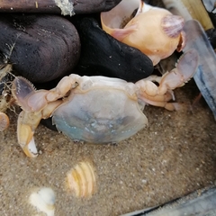 Liocarcinus holsatus