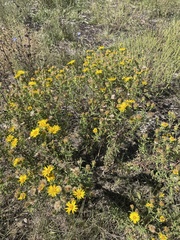 Heterotheca camporum