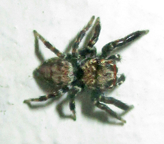 Evarcha prosimilis