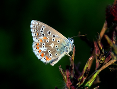 Polyommatus