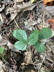 Rubus flagellaris