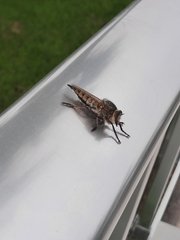 Promachus latitarsatus