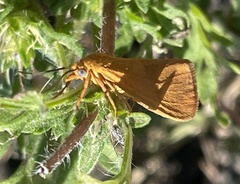 Virbia aurantiaca
