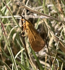 Virbia aurantiaca