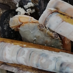 Liocarcinus holsatus