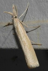 Agriphila attenuatus