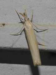 Agriphila attenuatus