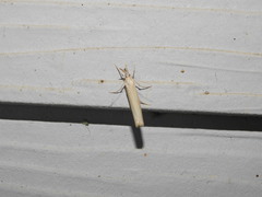 Agriphila attenuatus