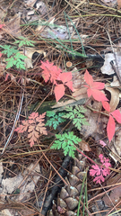 Geranium robertianum