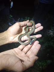 Thamnophis proximus rubrilineatus