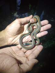 Thamnophis proximus rubrilineatus