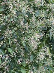 Clematis terniflora